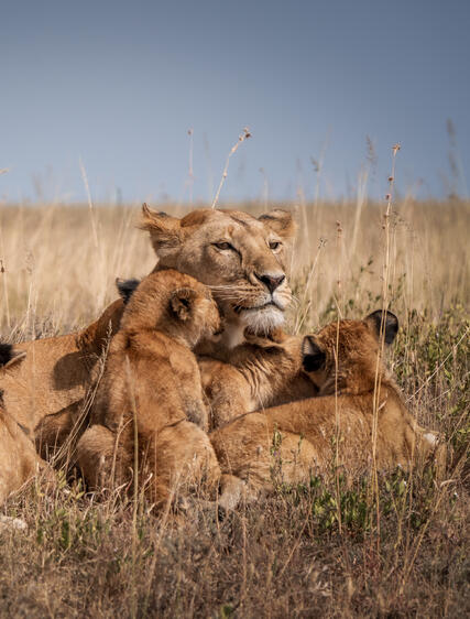 Safari gjennom barnas øyne – en familietur til Tanzania