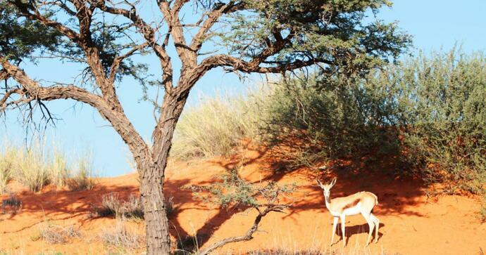 Camelthorn Kalahari Lodge