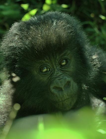 Lena: Gorillatrekking i Uganda