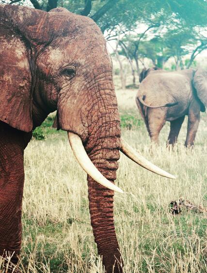 Safariguide: finn ditt drømmereisemål i Afrika