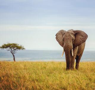 Masai Mara & Zanzibar