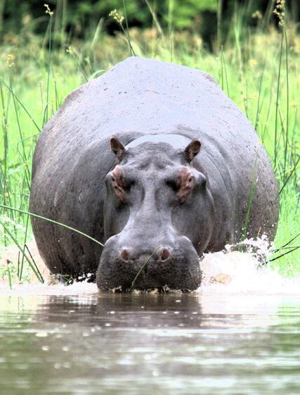 Hvordan din safaritur bidrager til et levende Afrika