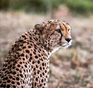Gorillatrekking, Masai Mara & Zanzibar