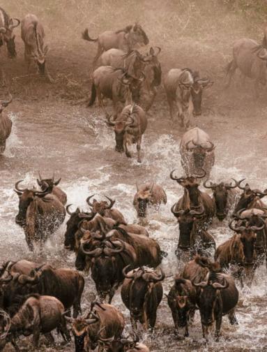 Sommerreise | Masai Mara & Zanzibar