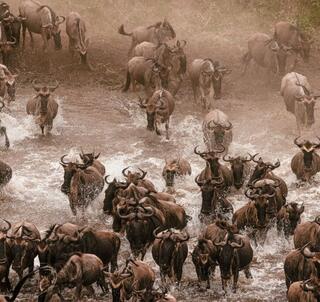 Masai Mara & Zanzibar