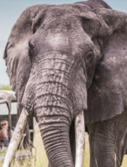 Safariguide: finn ditt drømmereisemål i Afrika