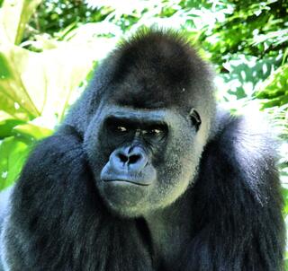 Gorillatrekking, Masai Mara & Zanzibar