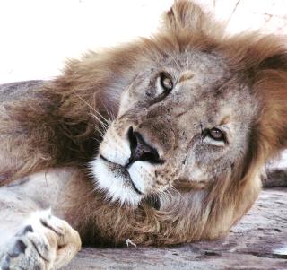 Ngorongorokrateret, Serengeti & Zanzibar