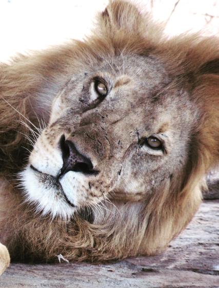 De 5 beste safarireisemålene i Afrika