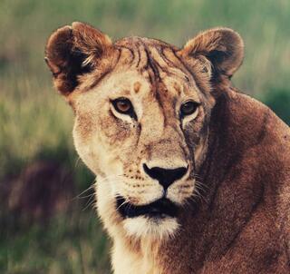 Naboisho Conservancy & Det indiske hav