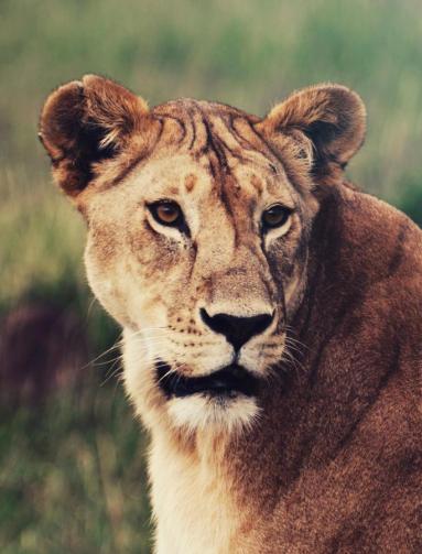 Naboisho Conservancy & Det indiske hav