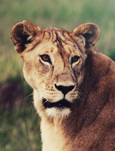 Naboisho Conservancy & Det indiske hav