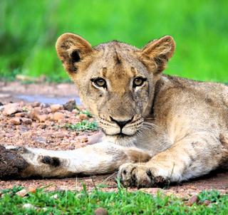 Ngorongorokrateret, Serengeti & Zanzibar