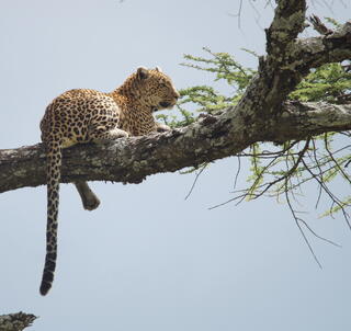 Safari Ngorongoro, Tarangire & Zanzibar