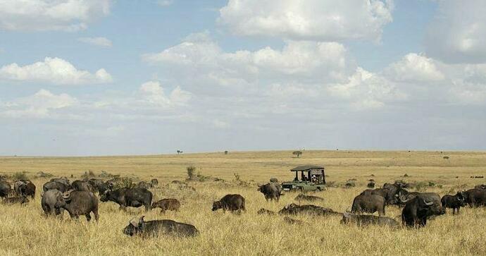  Mara Plains Camp