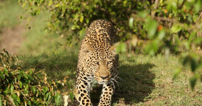  Mara Plains Camp