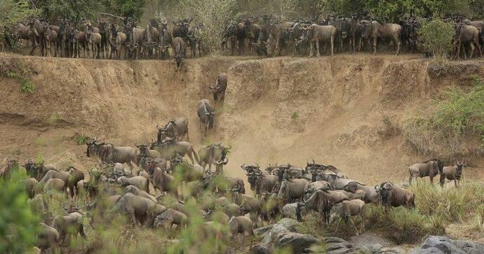  Mara Plains Camp