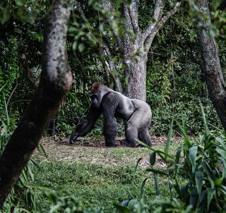 Gruppetur Uganda med gorillatrekking - 10 dager