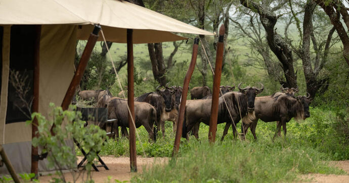 Mwiba Plains