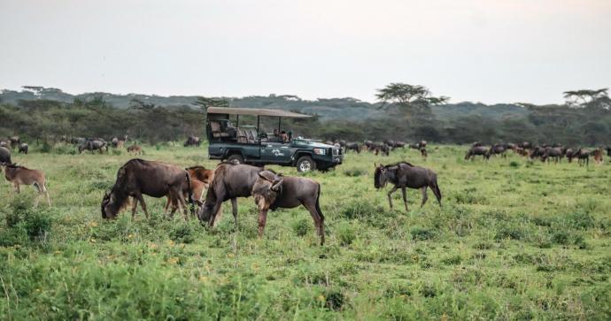 Mwiba Plains