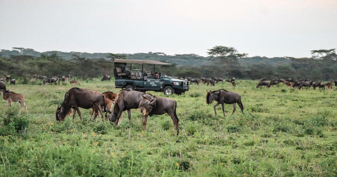 Mwiba Plains