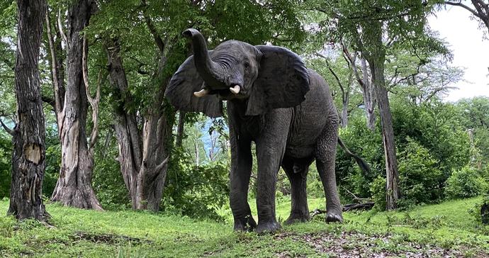 Njobvu Safari Lodge