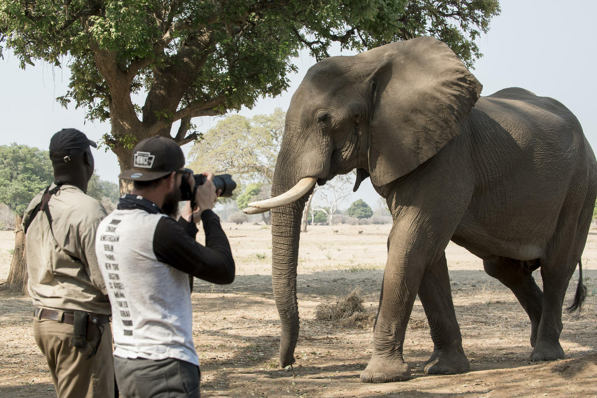 Møt savannens gigant