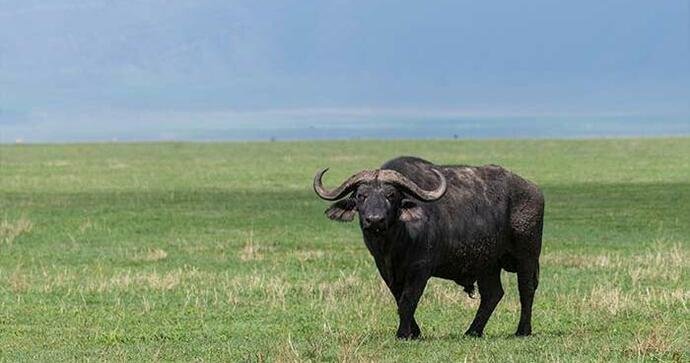 Rhino Lodge Ngorongoro 