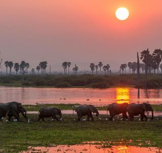 Safari i Nyerere Nasjonalpark & Zanzibar