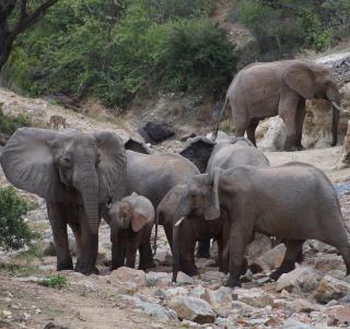 Safari Ruaha & Mafia Island