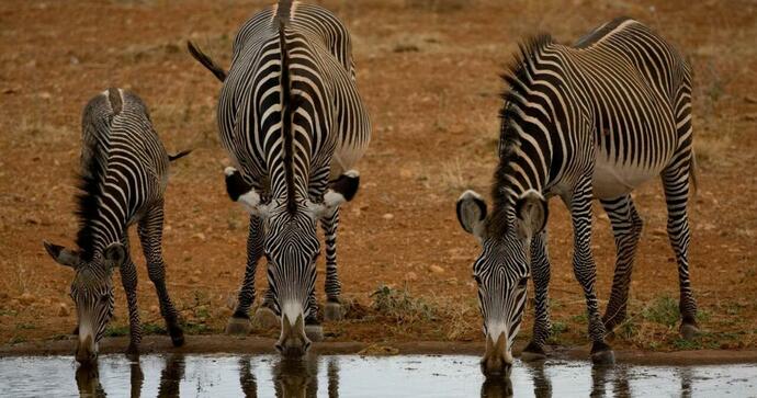 Samburu Sopa Lodge