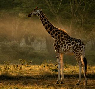 Den store Kenyareisen