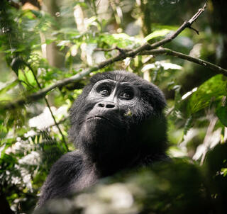 Gorillatrekking, Masai Mara & Zanzibar