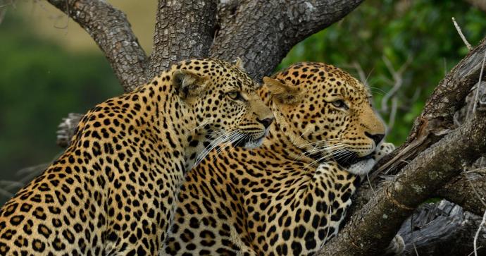 Saruni Mara