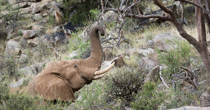  Saruni Samburu 