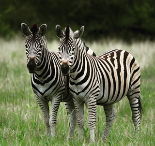 Julen 2025 Lake Manyara, Ngorongorokrateret, Serengeti & Zanzibar