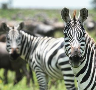 Klassisk Safari Tanzania & Zanzibar