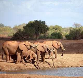 Familiesafari Kenya