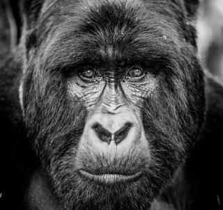 Gorillatrekking & Zanzibar