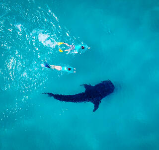 Safari i Nyerere Nasjonalpark & Mafia Island