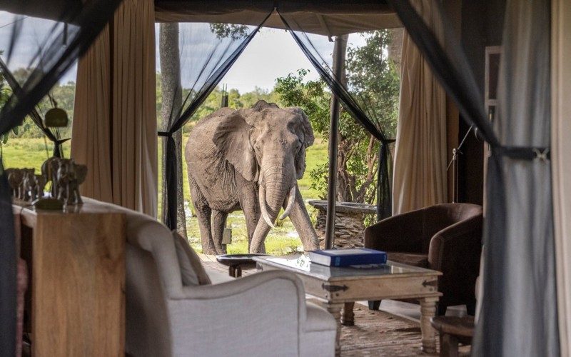 Elefant utenfor inngangen til en teltlodge i Kenya.