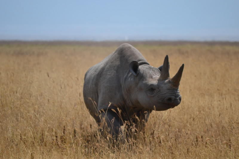 Neshorn, en av "The Big Five"