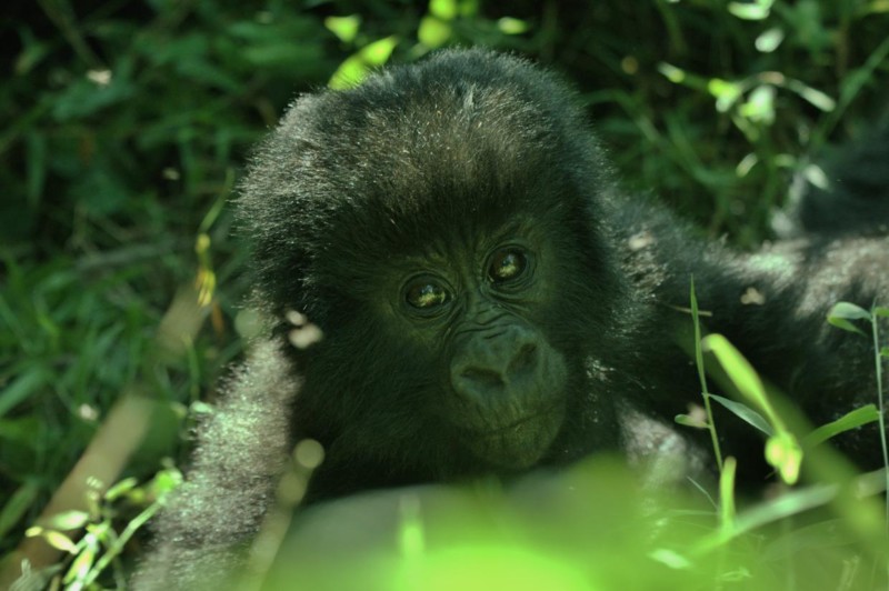 En babygorilla er også et magisk møte.