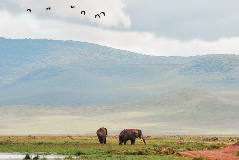 Elefanter i Ngorongoro-krateret.