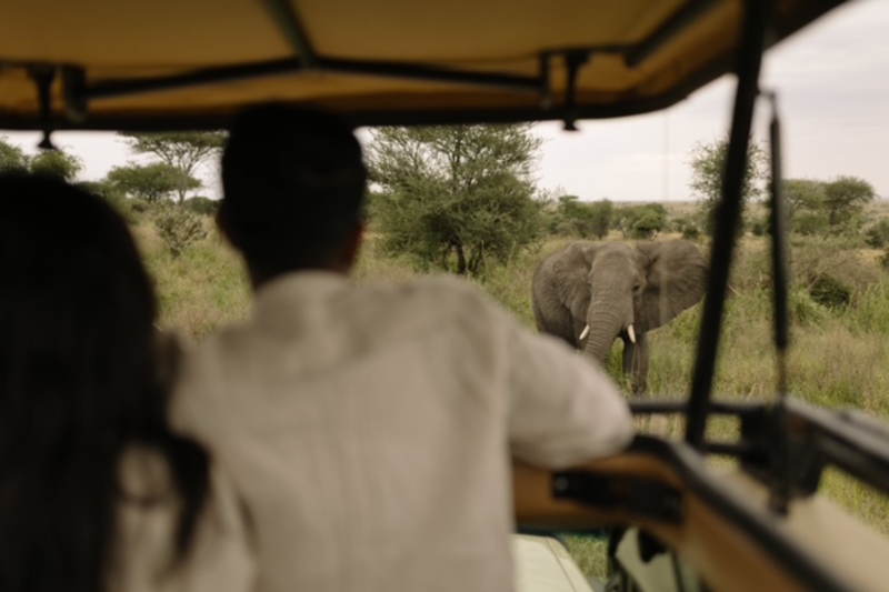 Afrikas største elefant.