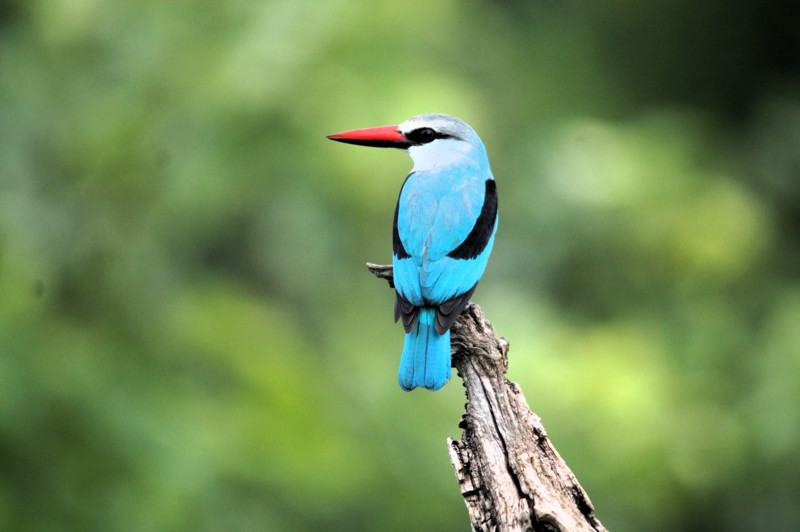 For deg som er interessert i fugler, er den beste turoperat&oslash;ren en som har en guide spesialisert p&aring; nettopp det