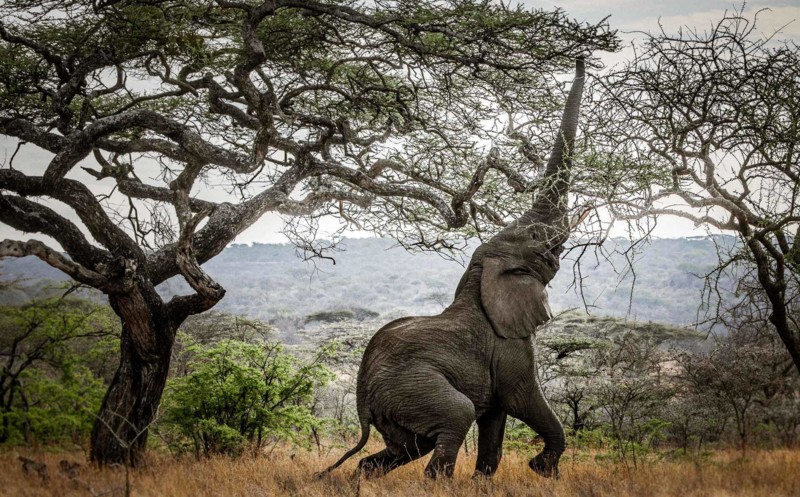 Zanzibar og safari – to sider av Tanzania