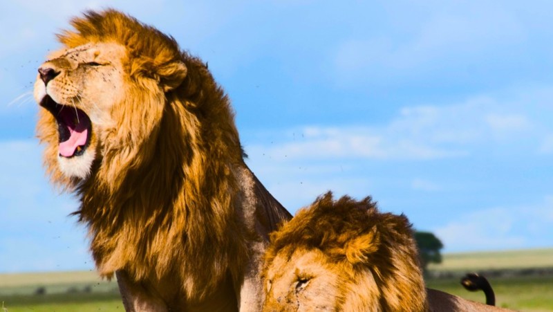 Pakkelista Safari: Alt du trenger å ta med til Kenya