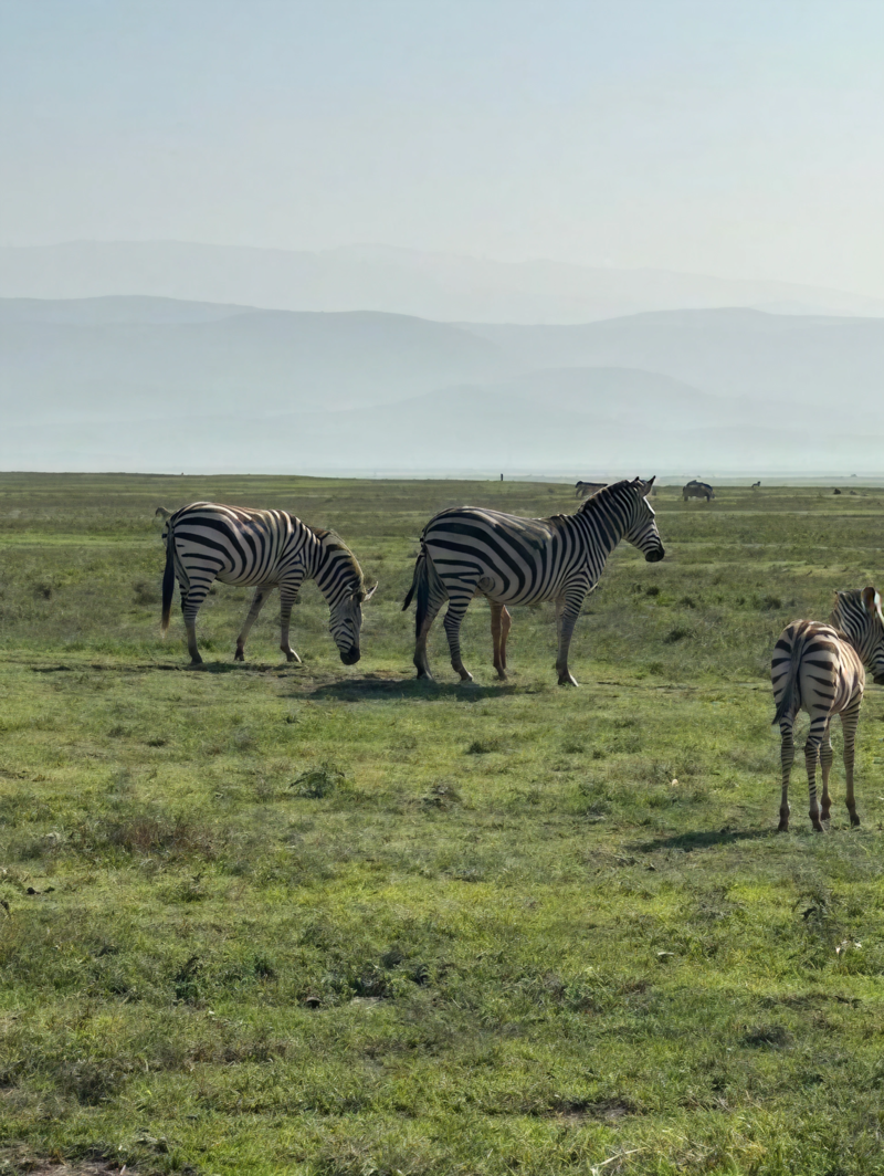 Sebraer i Ngorongoro