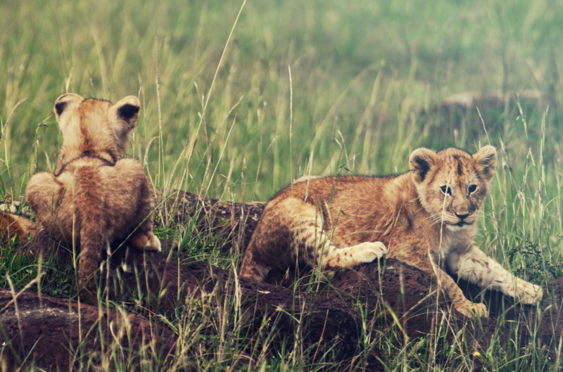 Safari i roligere tempo – flere opplevelser, færre transporter.